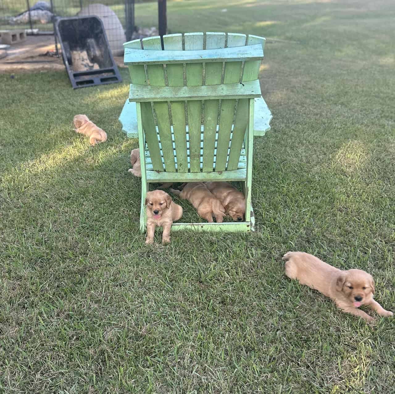 Cedar Creek Golden Retrievers image 6
