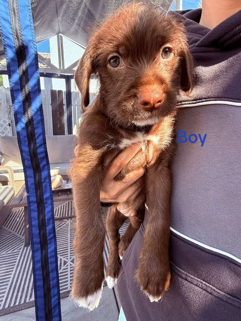 Puppies for sale image 2