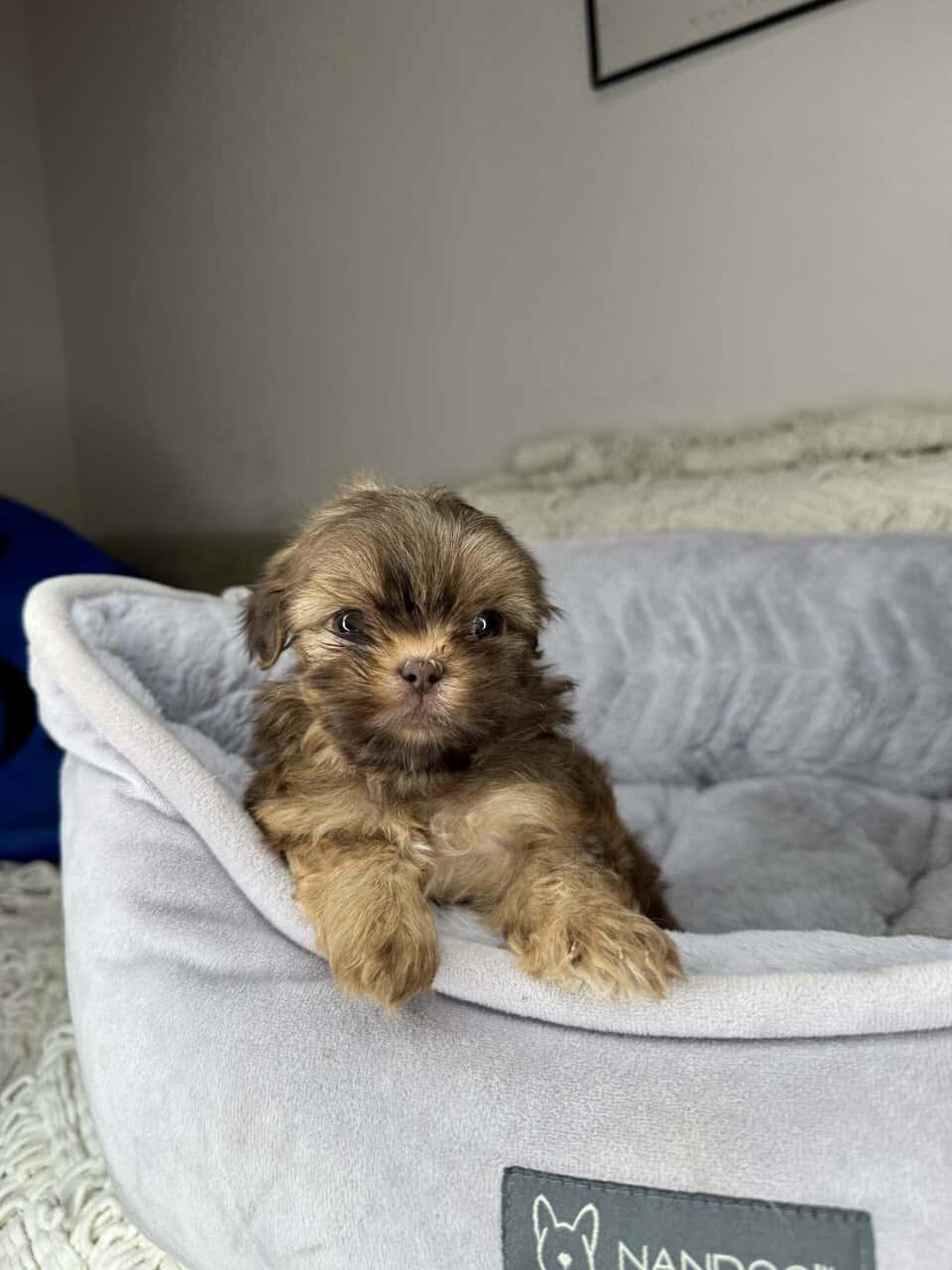 Shih Tzu Boy Puppy (Chester) image 7