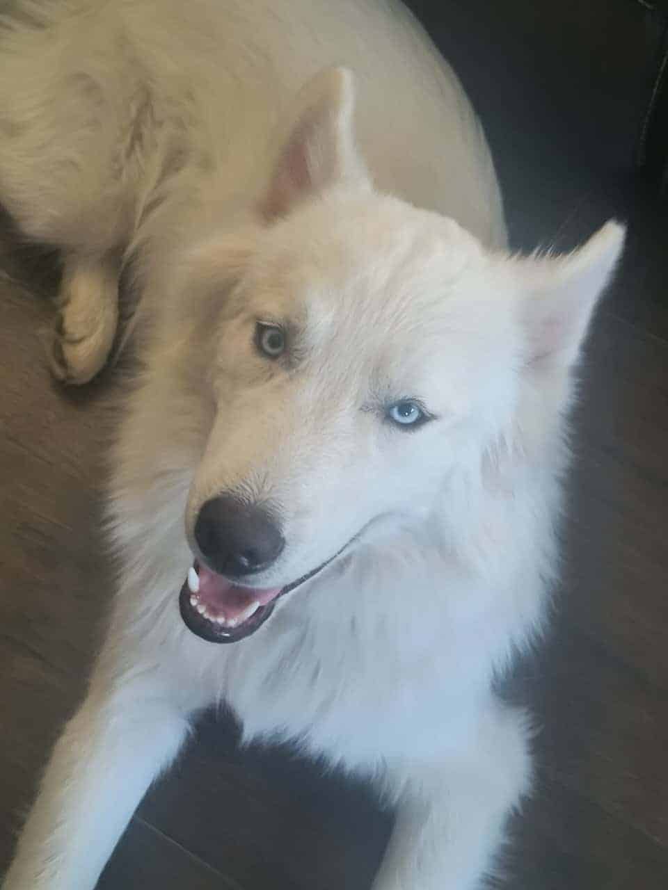 4 Siberian huskies image 5