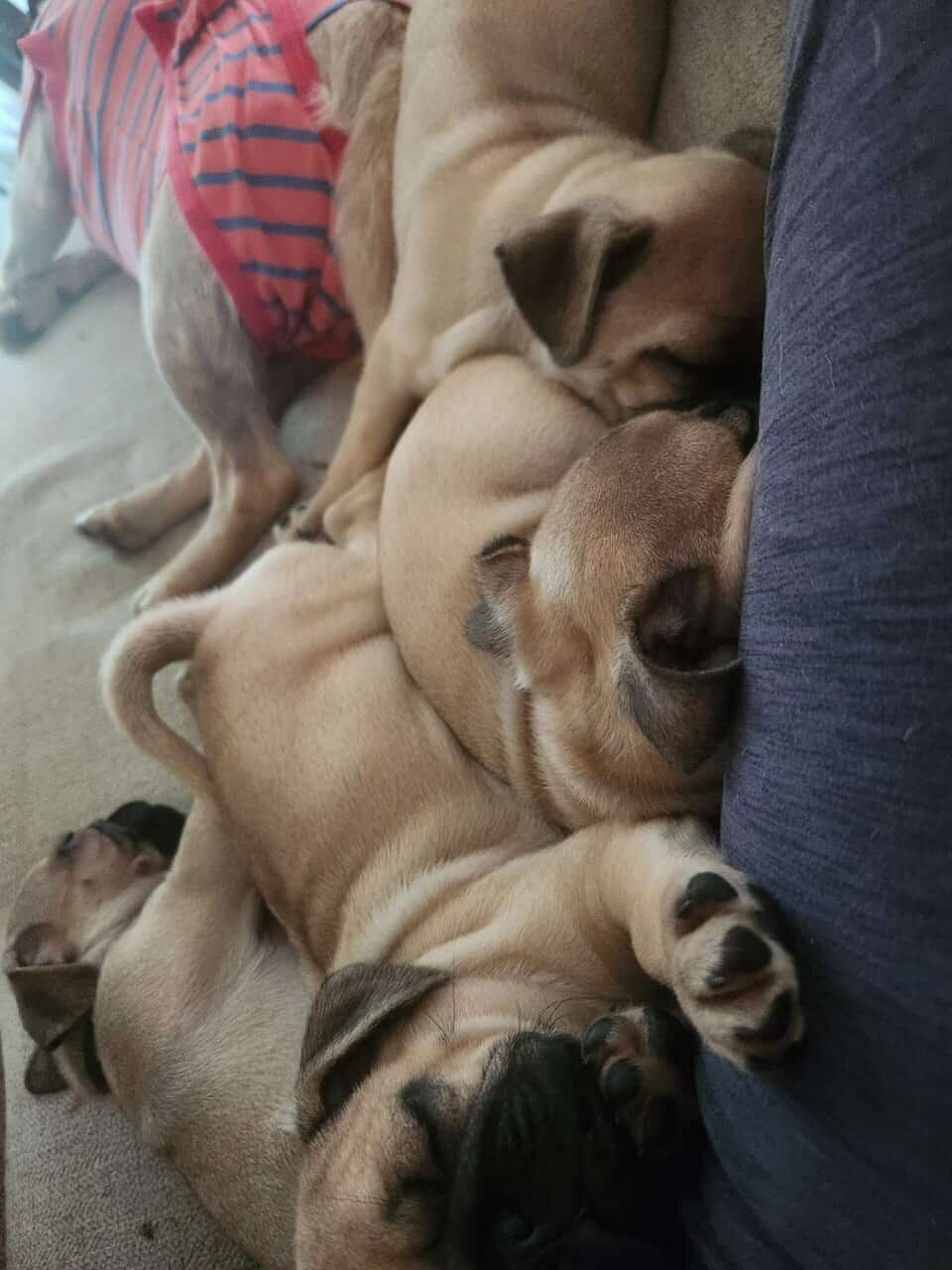 Pugs for sale image 1