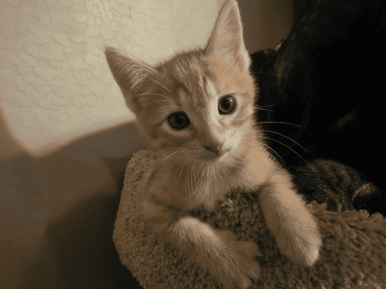 Kittens to good home image 1