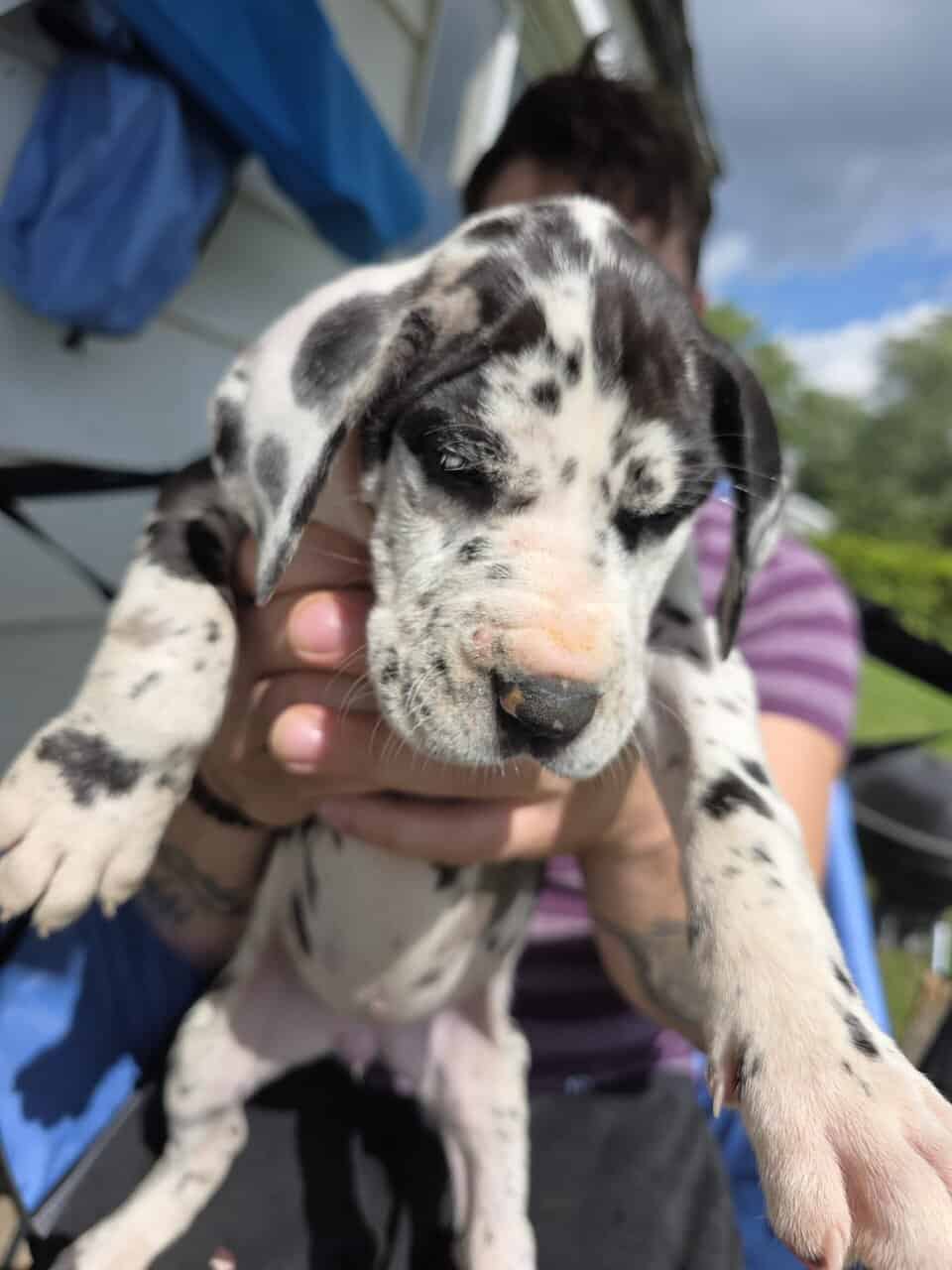 Mastiff/Great Dane image 5