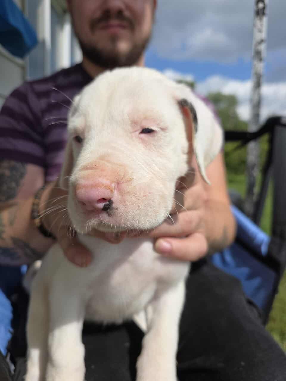 Mastiff/Great Dane image 4