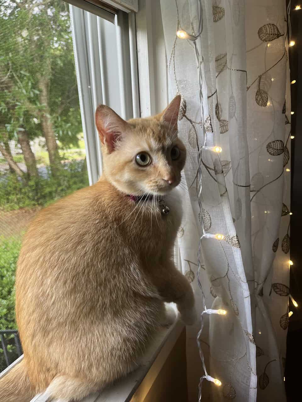 ✨ Rehoming Beautiful 1-Year-Old Cat – Ollie ✨ image 2