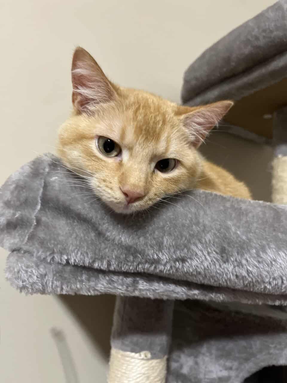 ✨ Rehoming Beautiful 1-Year-Old Cat – Ollie ✨ image 5