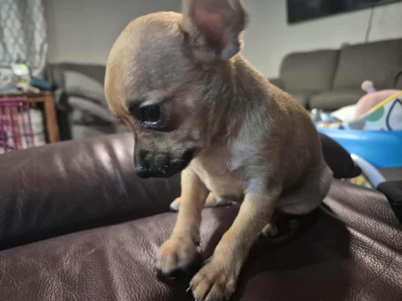 Rehoming Chihuahua Puppies image 4