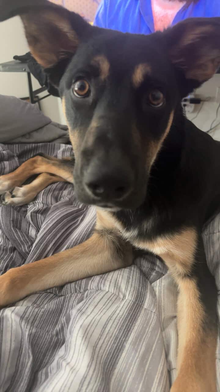 German shepherd Lab for sale image 2