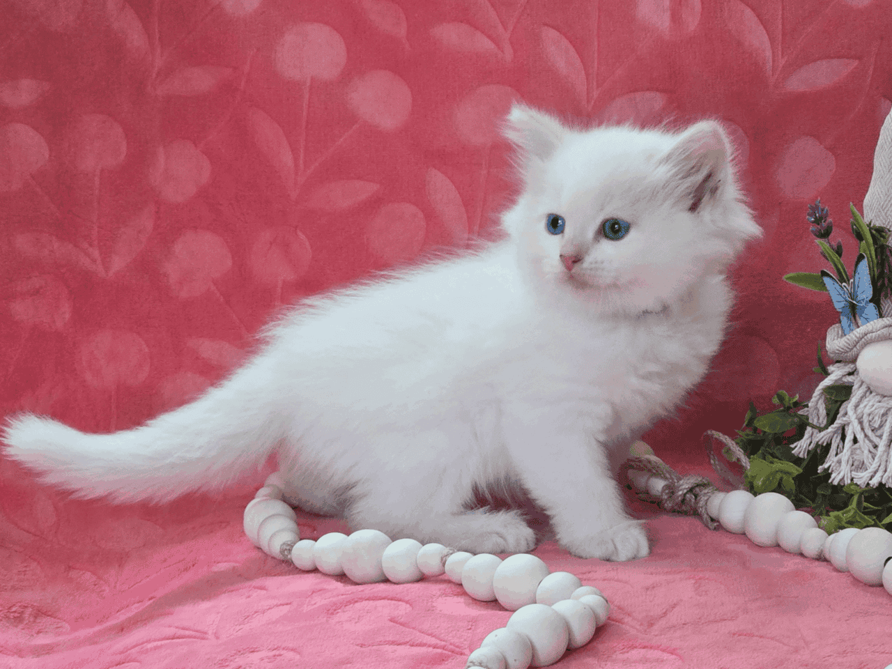 HYPOALLERGENIC Siberian kittens!! image 3