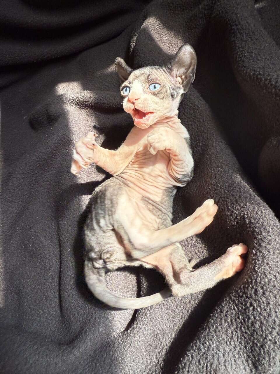 Elf Sphynx female image 2