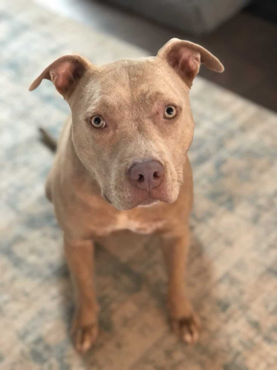 Great dog to an even better home image 4