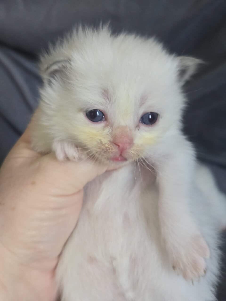 Ragdoll kittens image 4