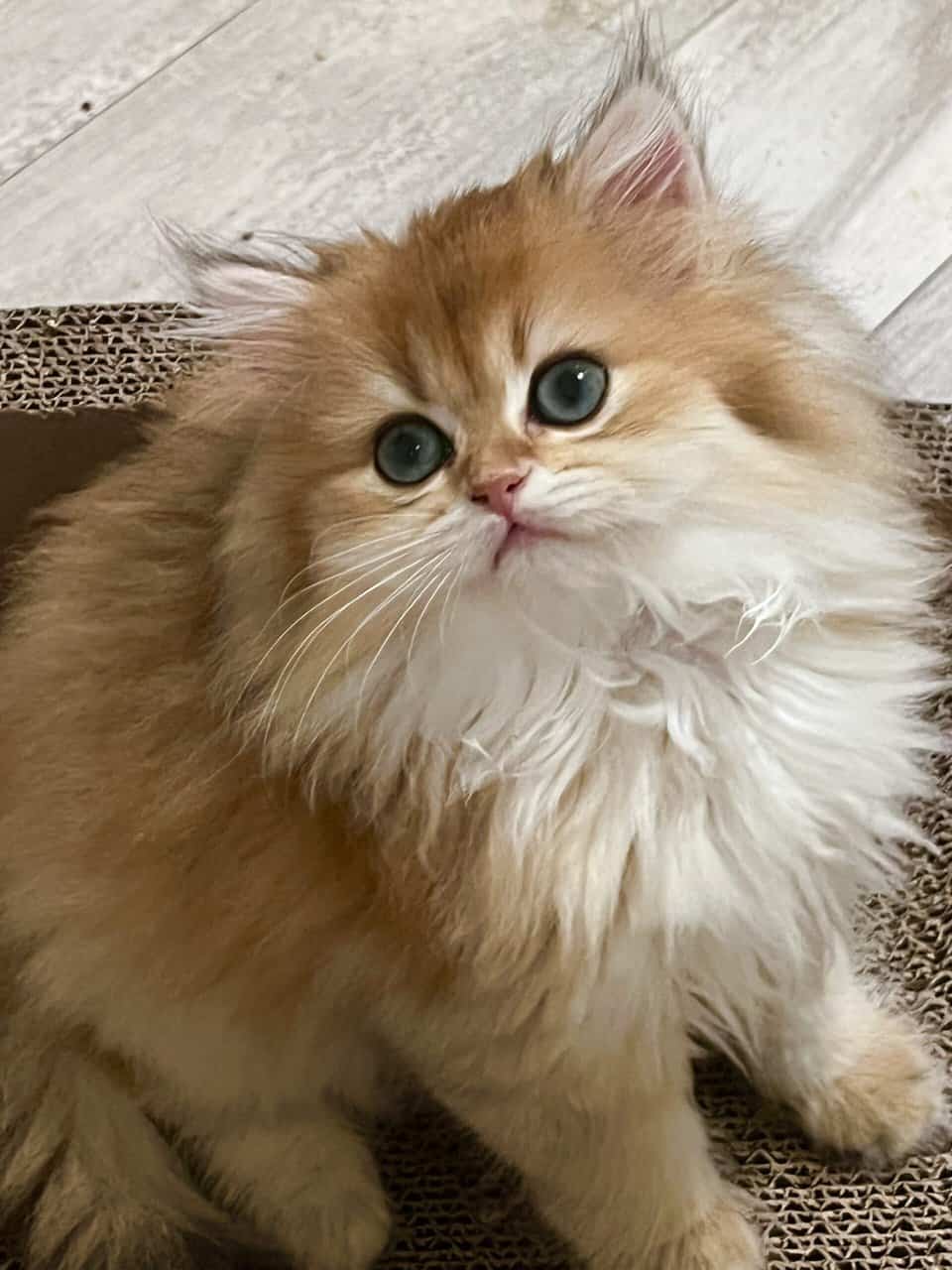 British Longhair Golden girl image 2