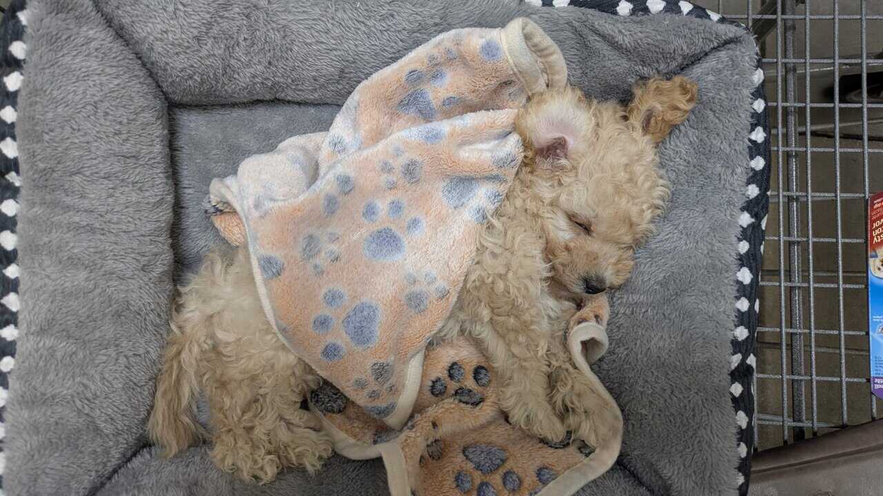 Precious boy Toy Poodle Puppy image 3