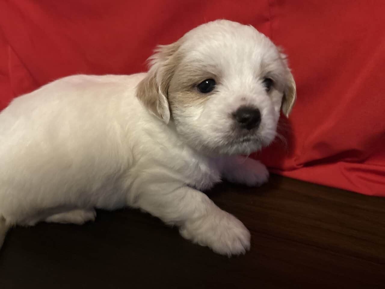 Shorkies needing home ASAP!! image 1