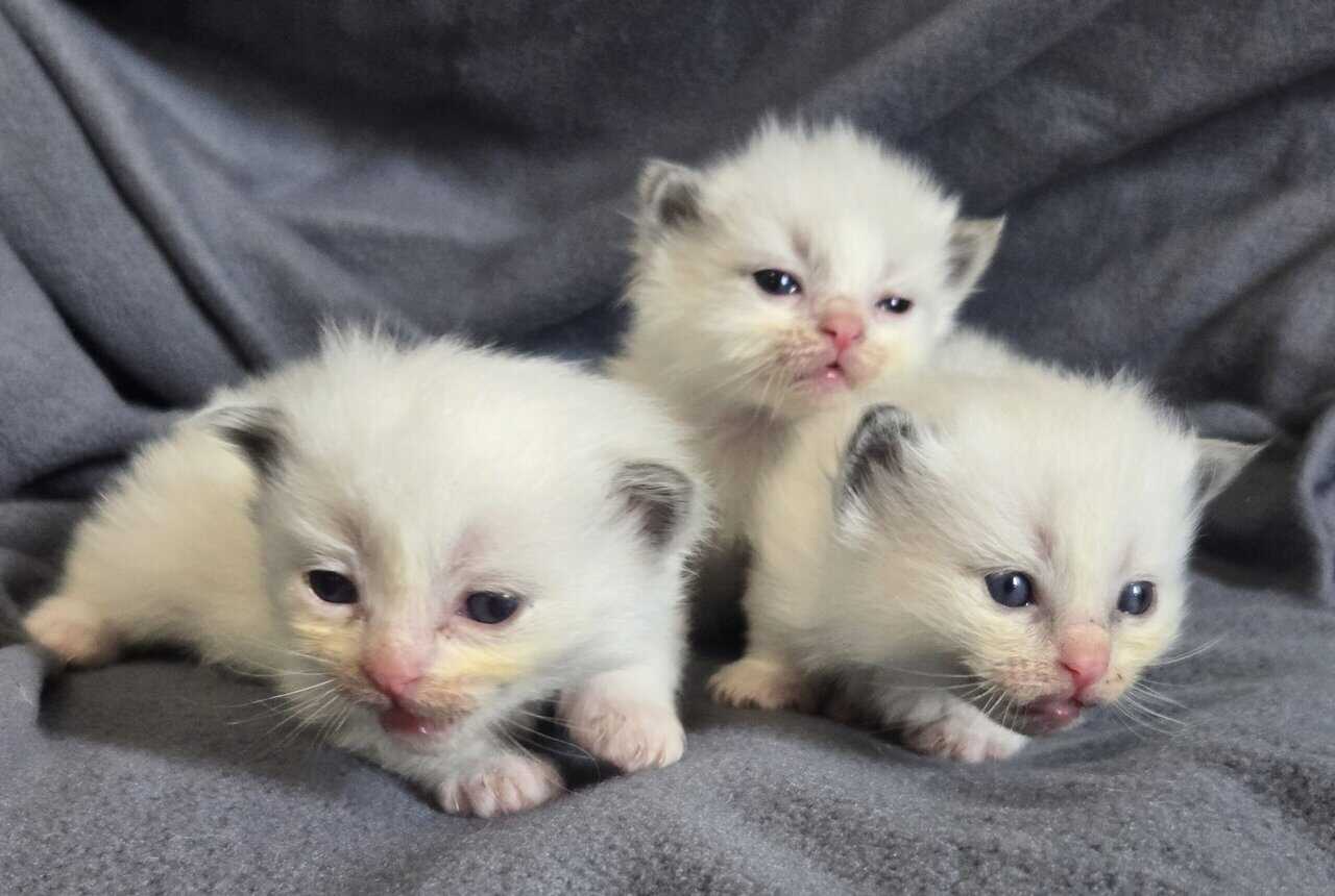 Ragdoll kittens image 3