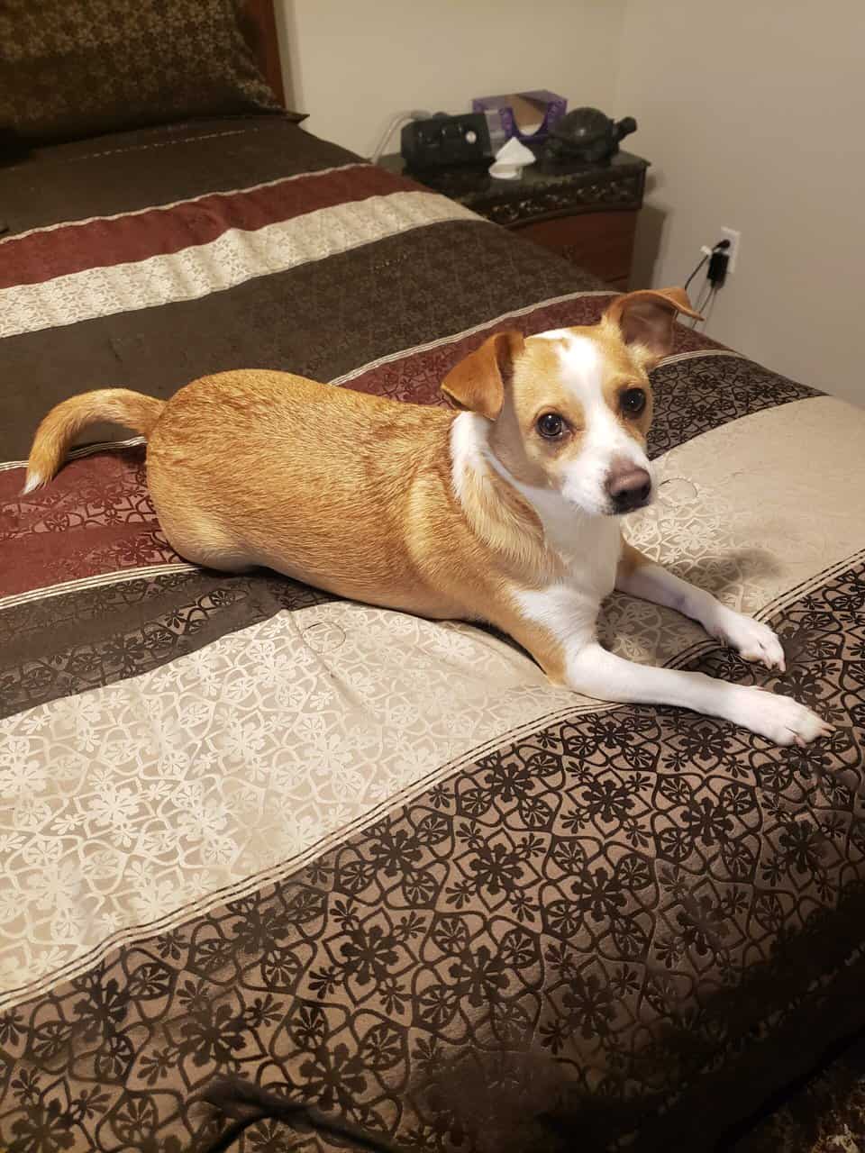 8yr old Jackchi in need of a childless home image 2