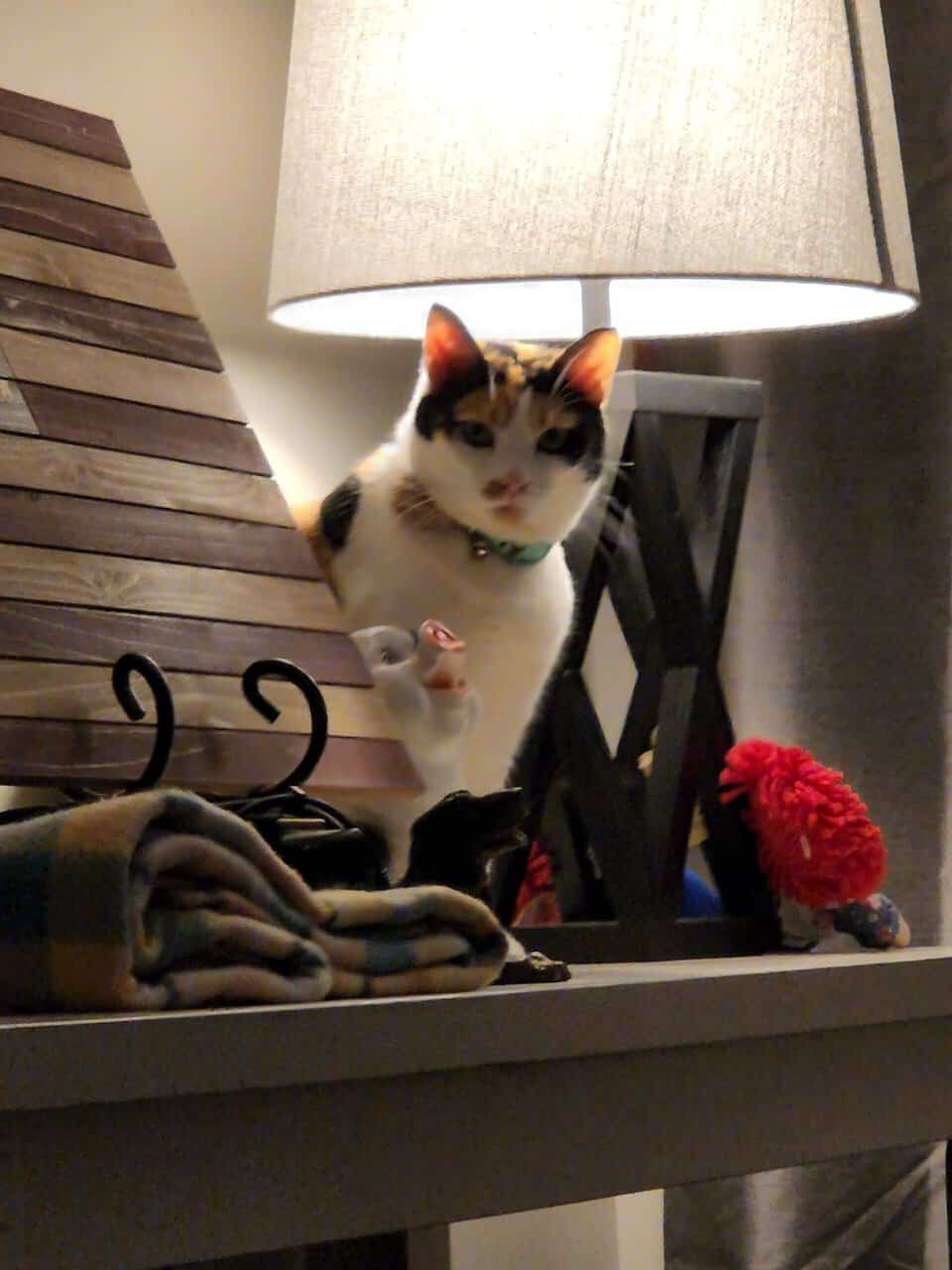Calico Cat image 2