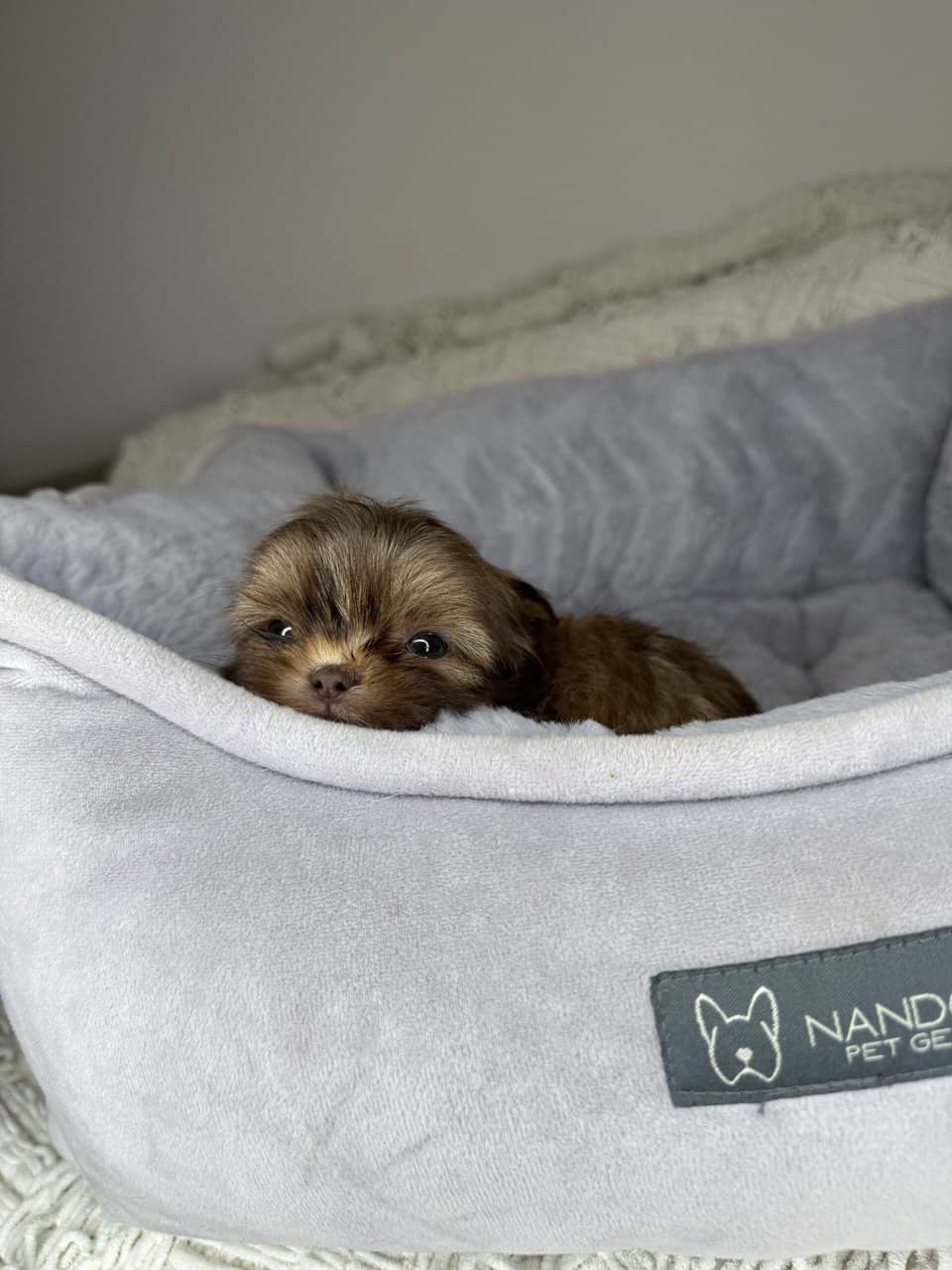 Shih Tzu Boy Puppy (Chester) image 2