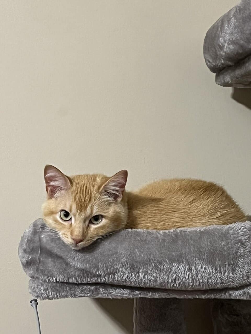 ✨ Rehoming Beautiful 1-Year-Old Cat – Ollie ✨ image 7