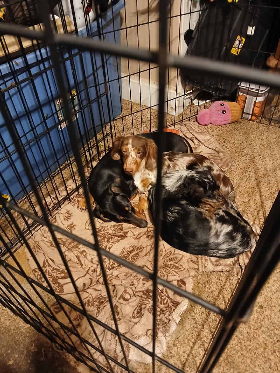 Dachshund puppies image 10