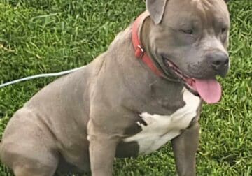 AMERICAN BULLY PUPPIES