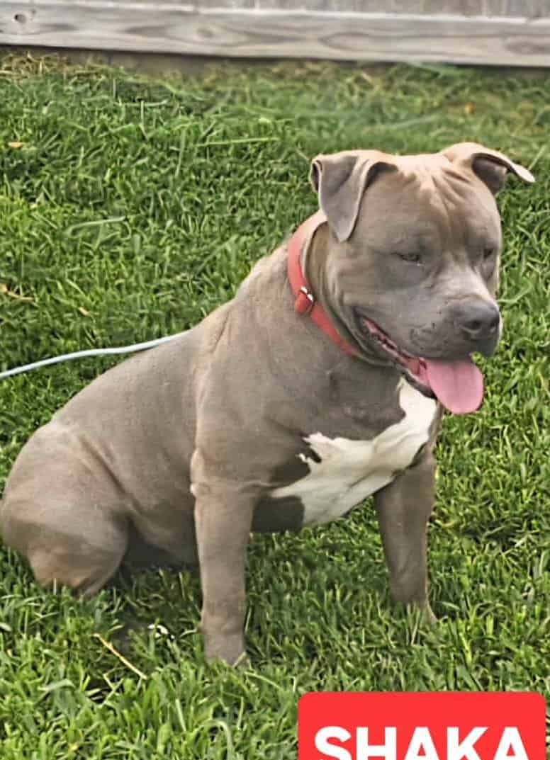 AMERICAN BULLY PUPPIES image 1