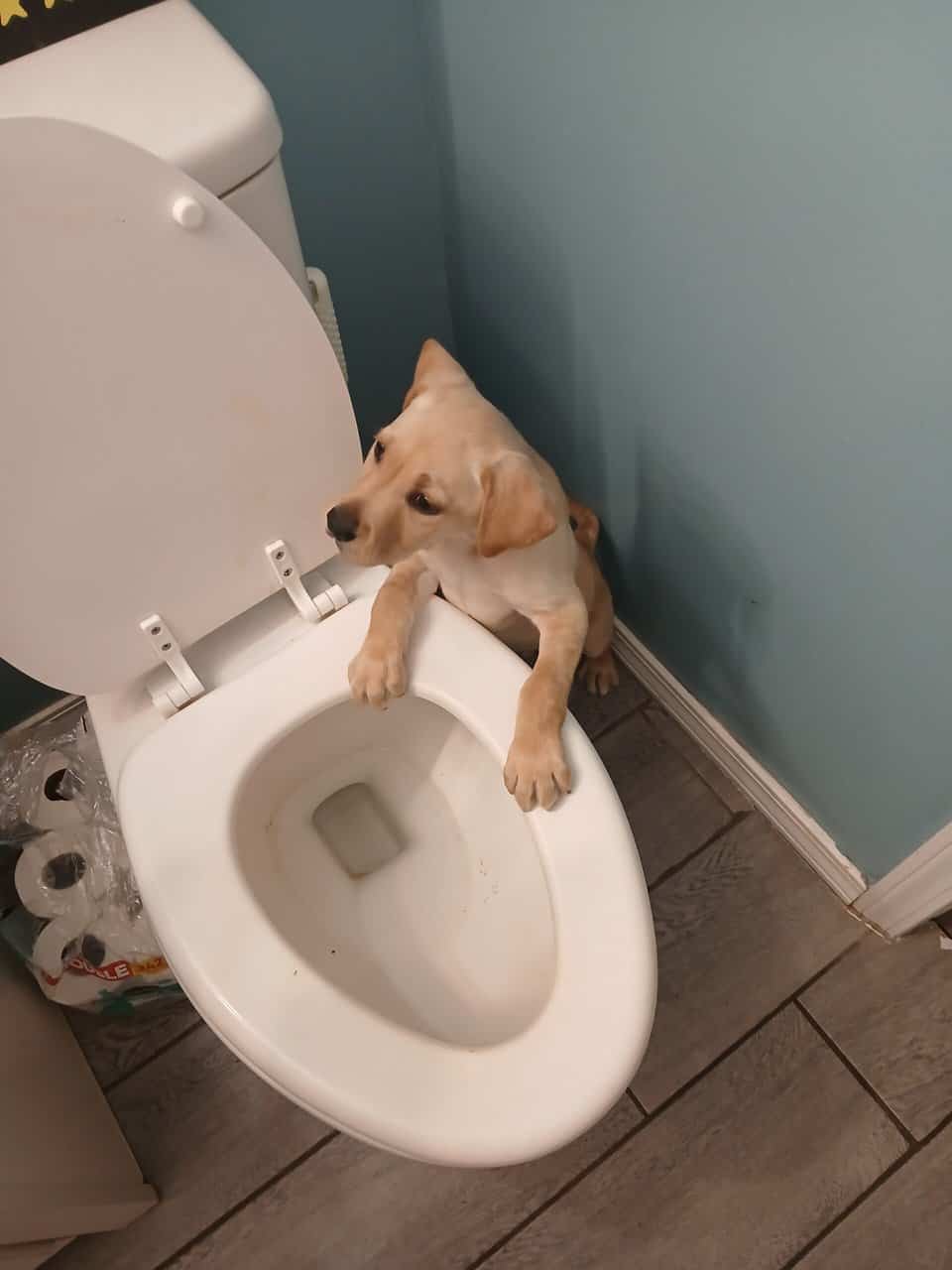 10 week old male lab mix image 1