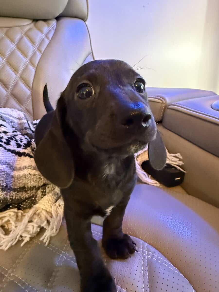 Dachshund Puppies image 1