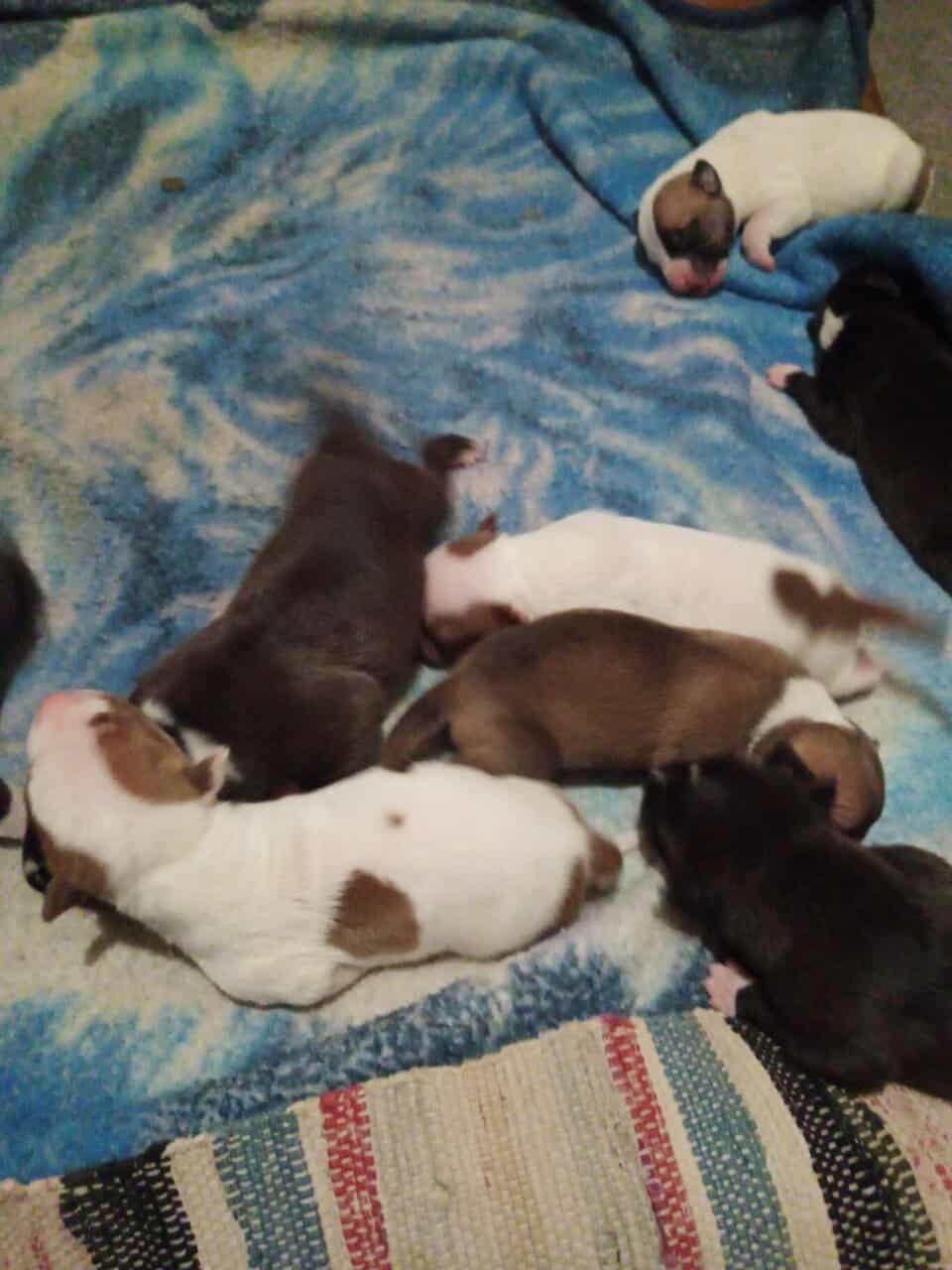 Pitbull puppies image 3