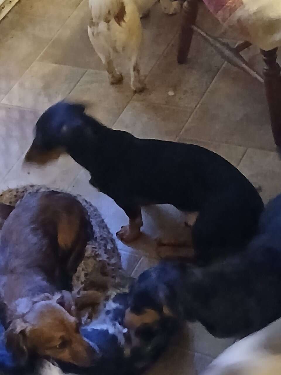 Dachshund puppies image 20