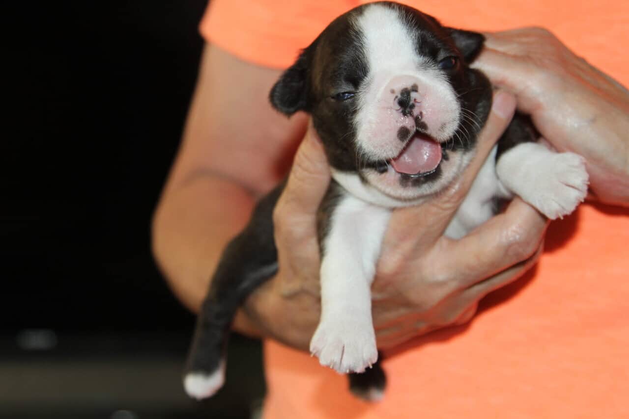 Boston Terrier Puppies image 3