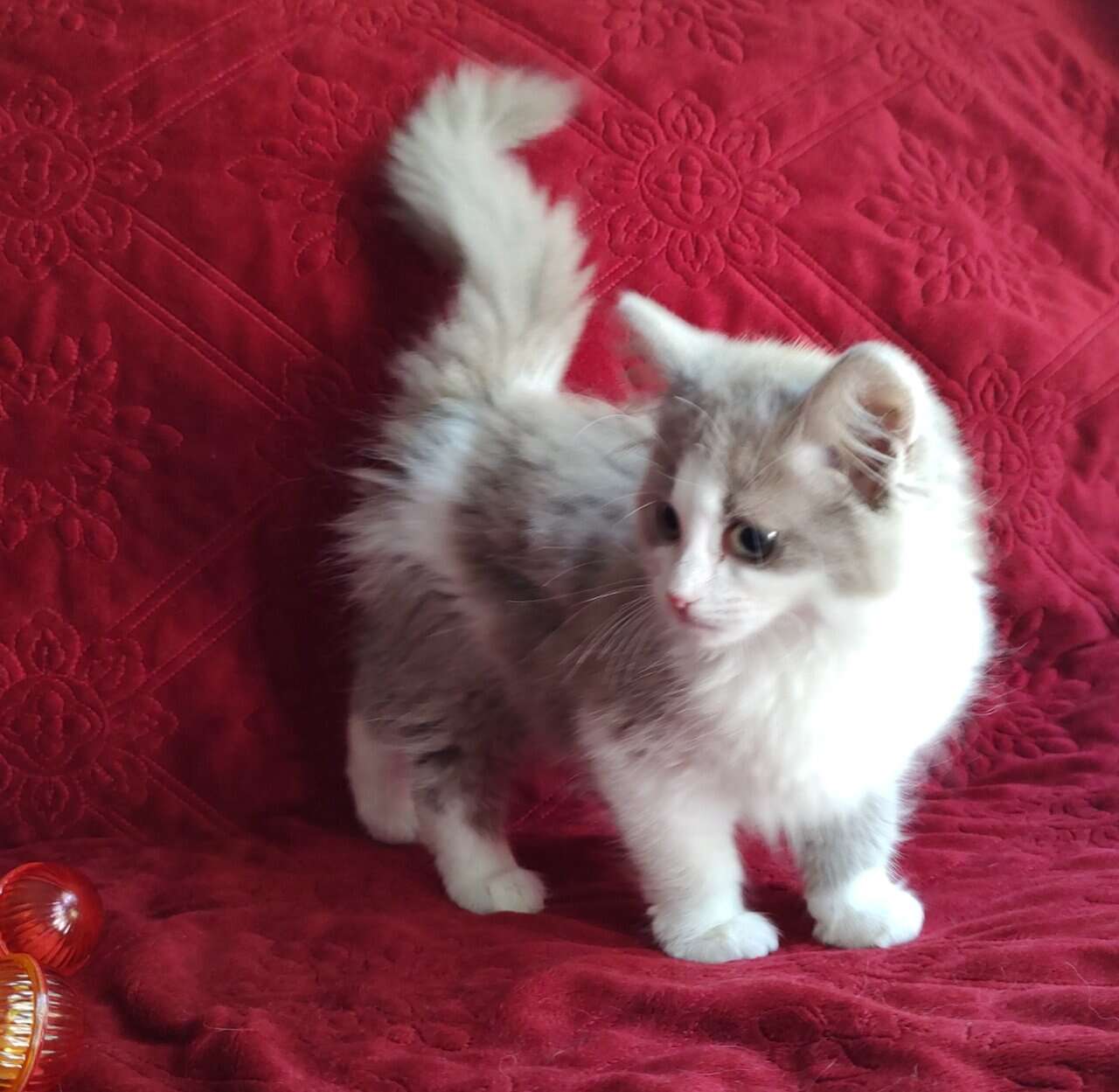 PURRFECT COMPANIONS: Magnolia's litter image 1