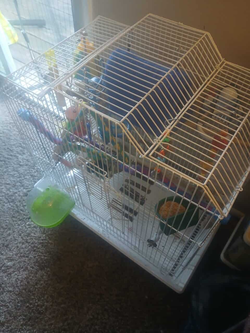 Parakeets with all cage supplies included image 1