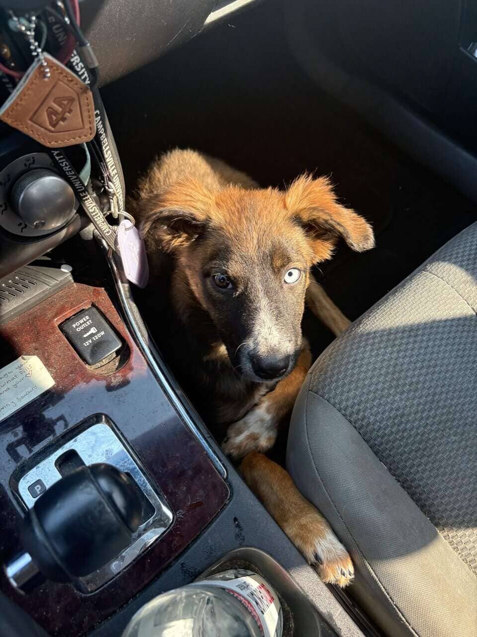 Aussie Shepherd Mix Puppy image 3