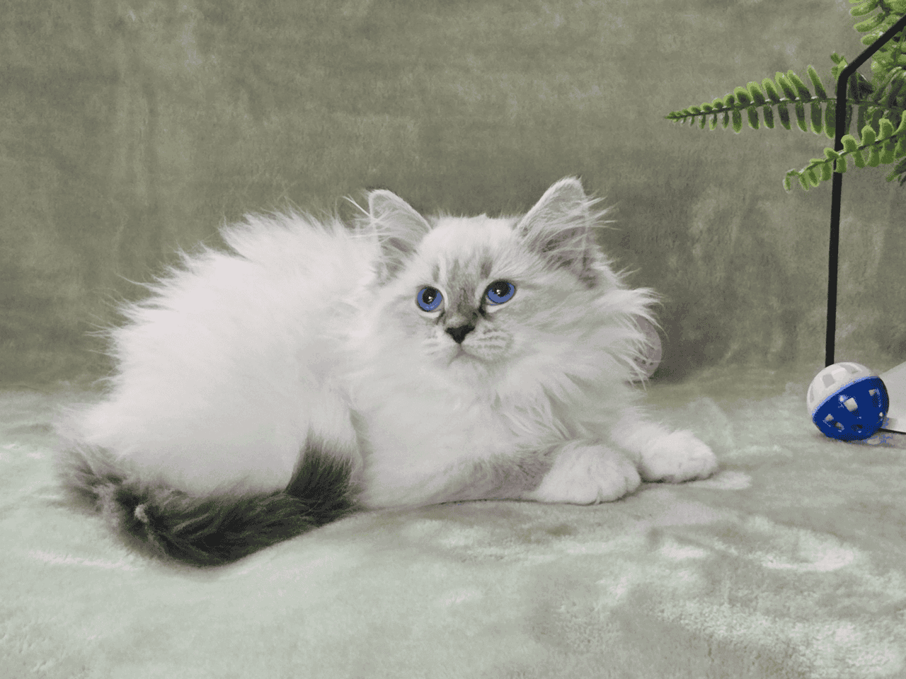HYPOALLERGENIC Siberian kittens!! image 1