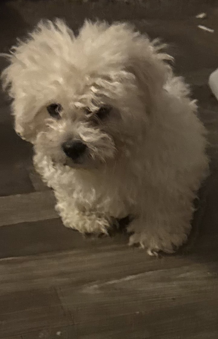 ShihTzu/Miniture Poodle image 2