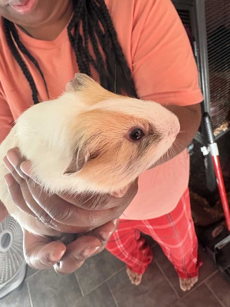 3 months of baby Guinea pigs to rehome image 1
