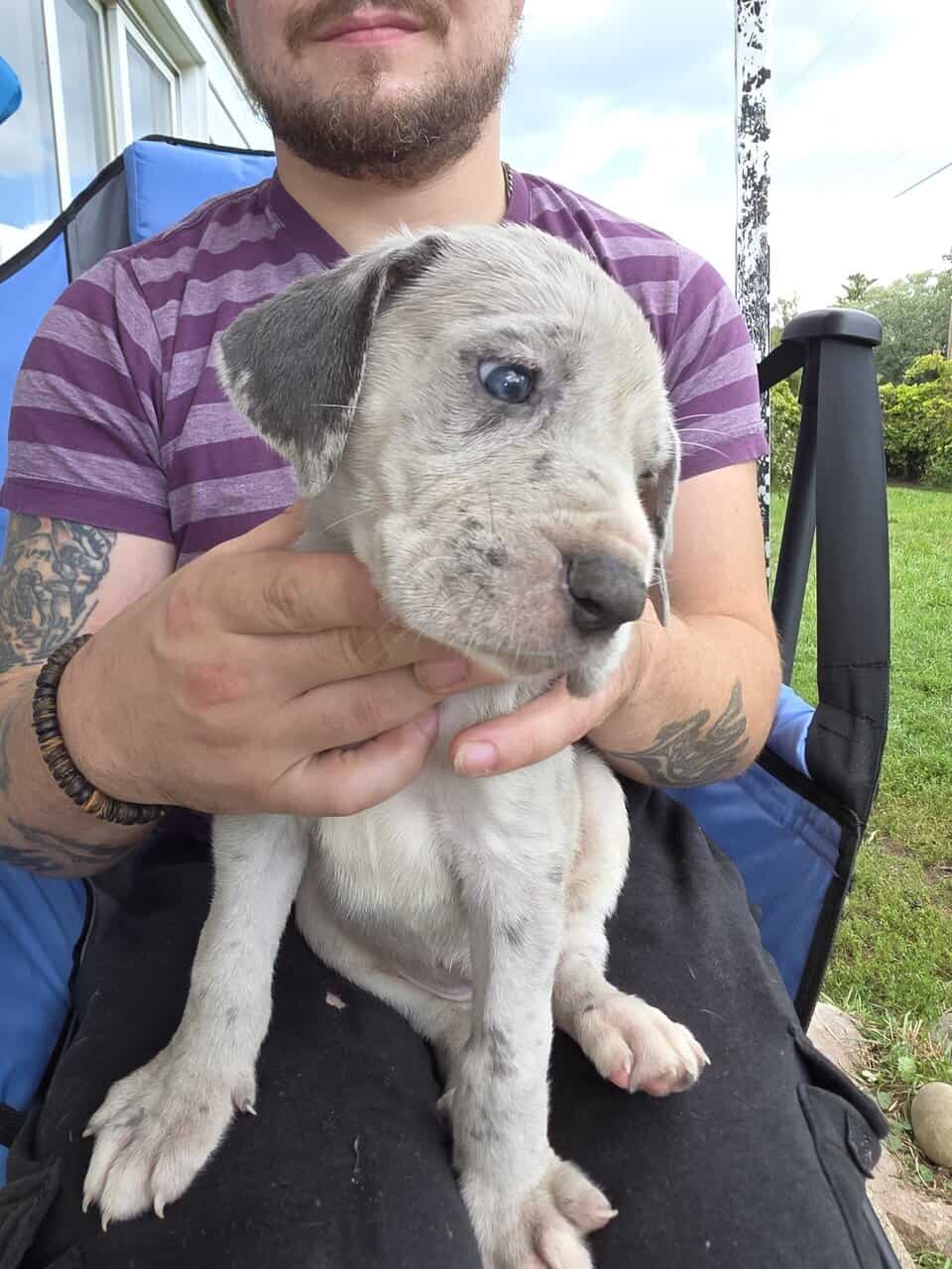 Mastiff/Great Dane image 7