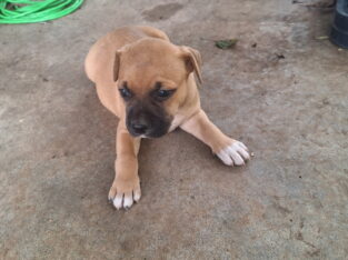 Staffordshire bull puppies