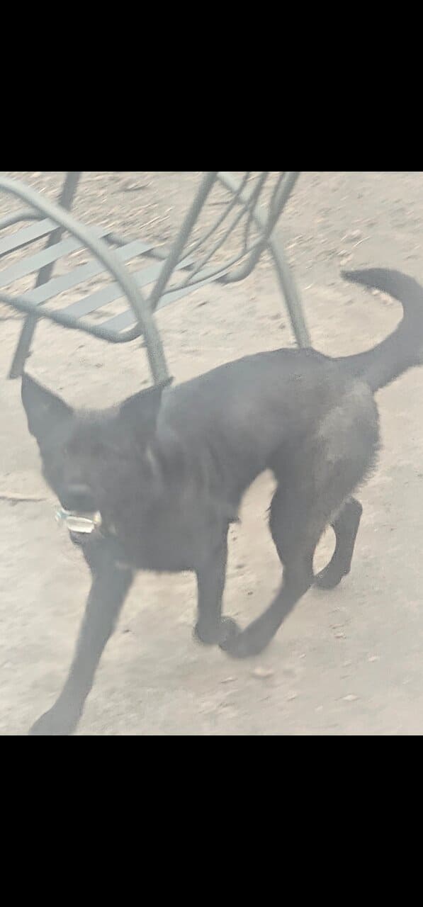 German Shepard mix image 1