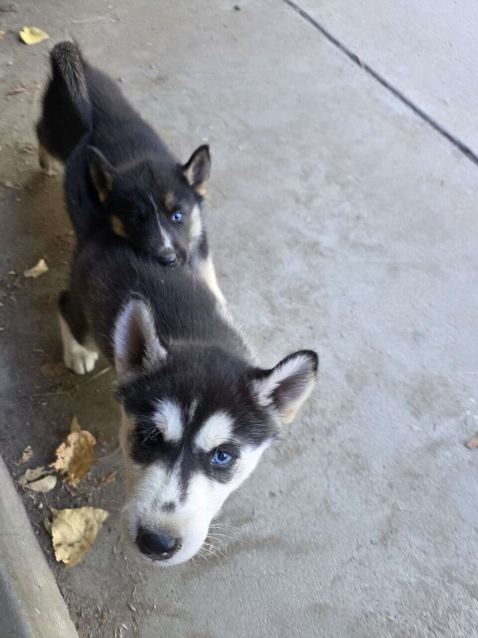Selling husky mix German shepherd image 2