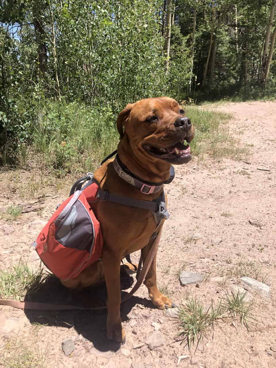 Fully Trained Family Friendly Dog image 2