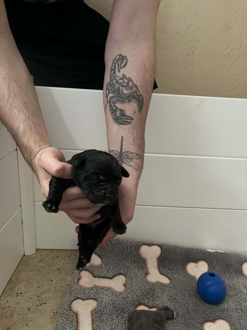 Cane Corso Puppy’s looking for there Furr Ever luv image 4