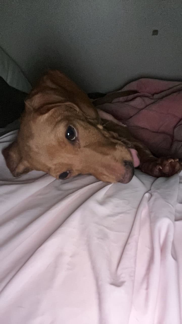 Miniature Dachshund image 1