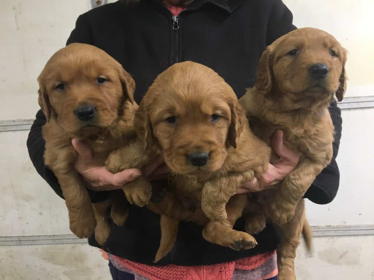 AKC Golden Retriever Pups image 1