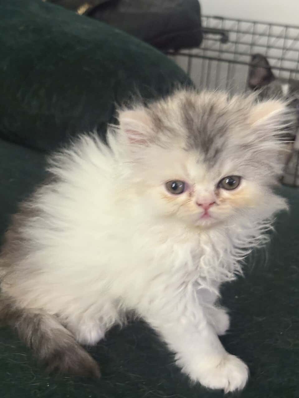 Perrrsians kittens image 3