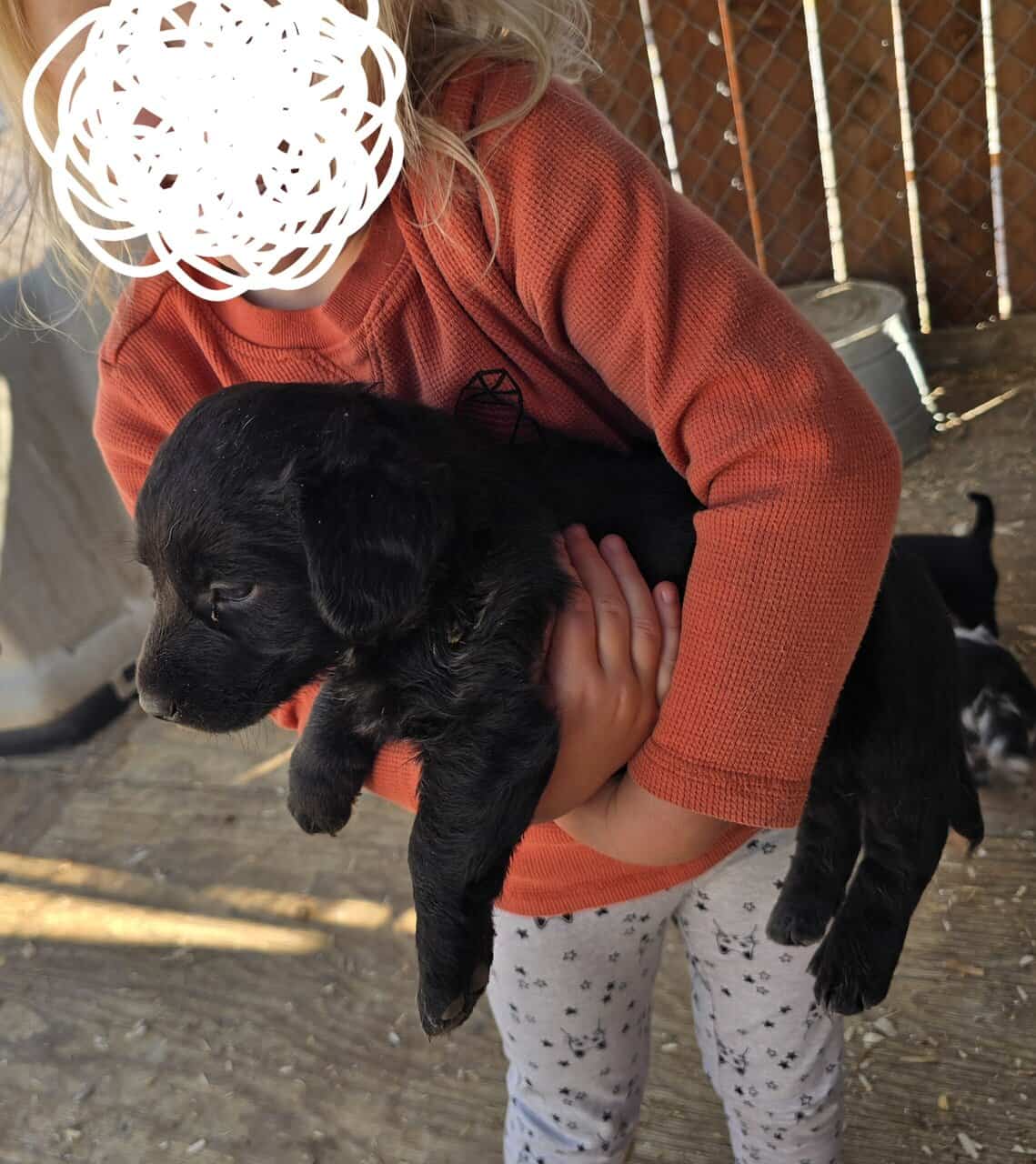 Corgi catahoula mix puppies image 10