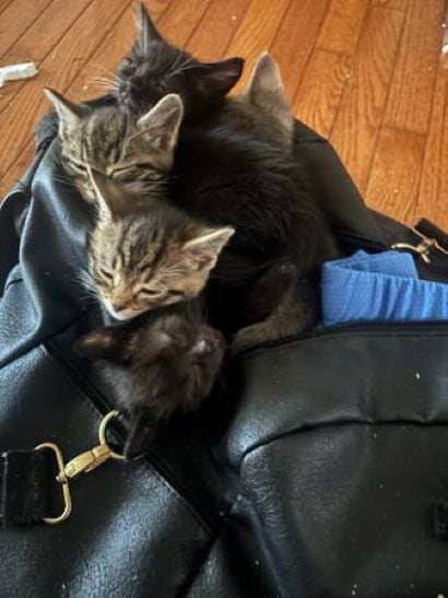*8 WEEK OLD KITTENS image 3