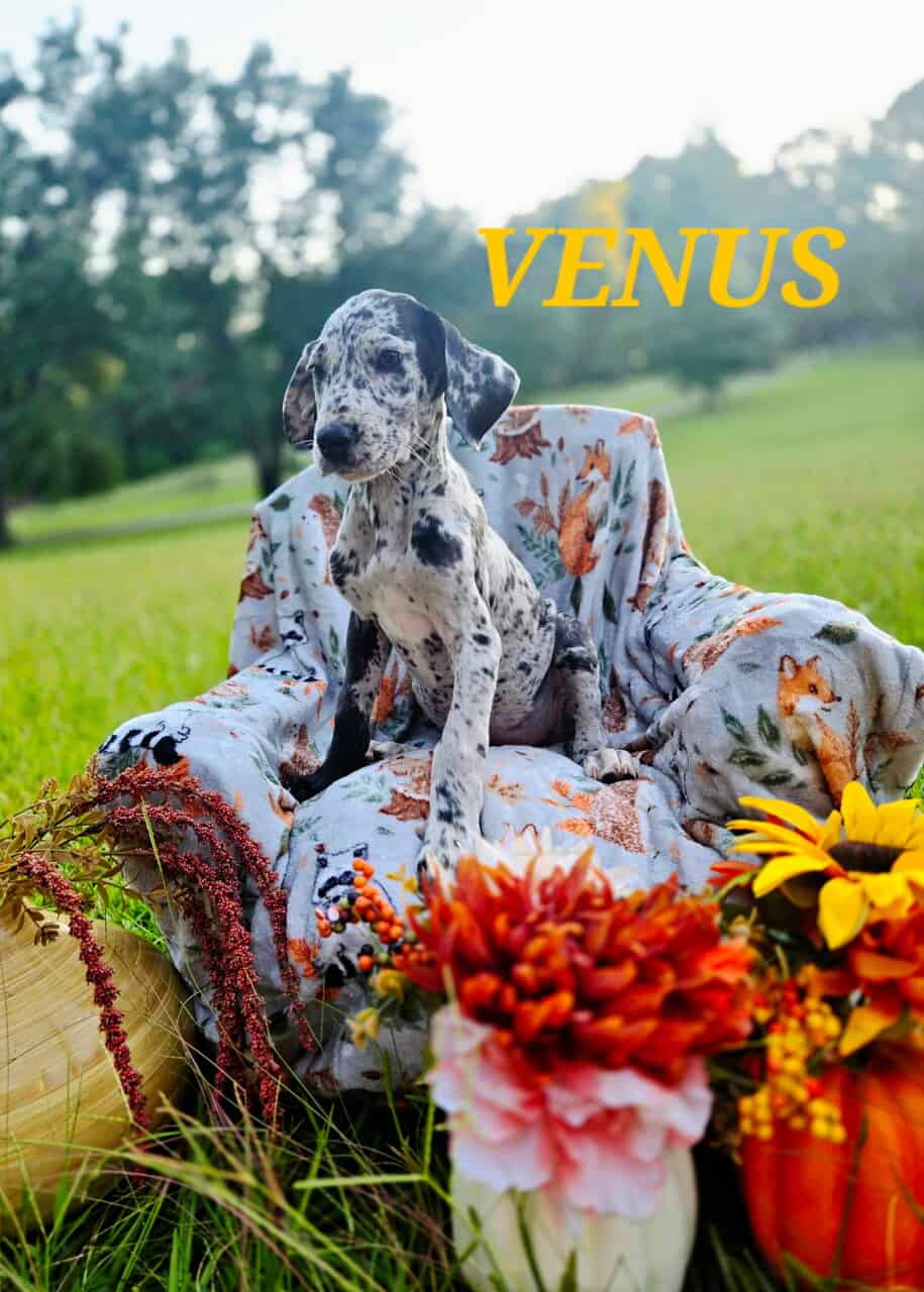 Akc Great danes image 3